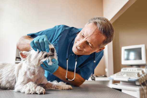 Best Emergency Root Canal Therapy in Bartlesville, OK